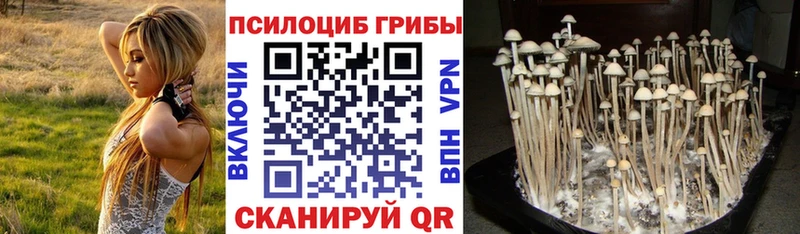 где можно купить   Щёлкино  Галлюциногенные грибы MAGIC MUSHROOMS 